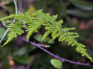 Asparagus acutifolius